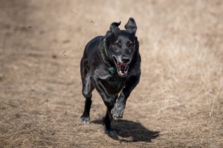 Schimpf's Addicted to the Game ("Addie"), a Labrador Retriever and German Shepherd Dog mix tested with EmbarkVet.com