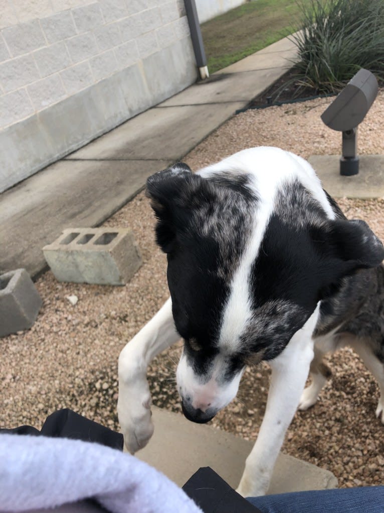 Luther, a Border Collie and Catahoula Leopard Dog mix tested with EmbarkVet.com