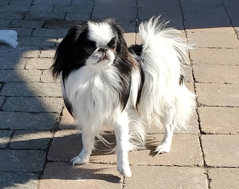 Chunk, a Japanese Chin tested with EmbarkVet.com