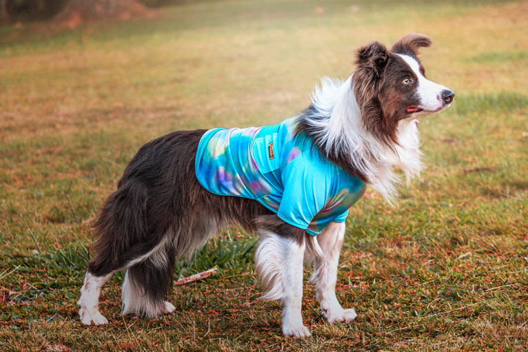 Koda, a Border Collie tested with EmbarkVet.com