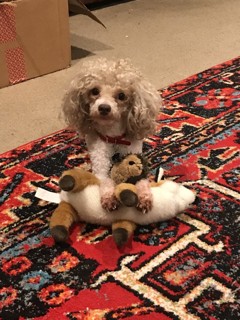 Reeves The Majestic, a Poodle (Small) tested with EmbarkVet.com