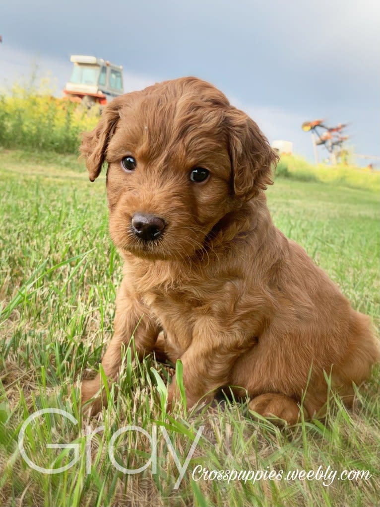 Gray Collar, a Goldendoodle tested with EmbarkVet.com