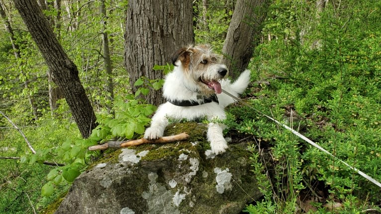 Aleksei Lundgårdh, an Eastern European Village Dog tested with EmbarkVet.com