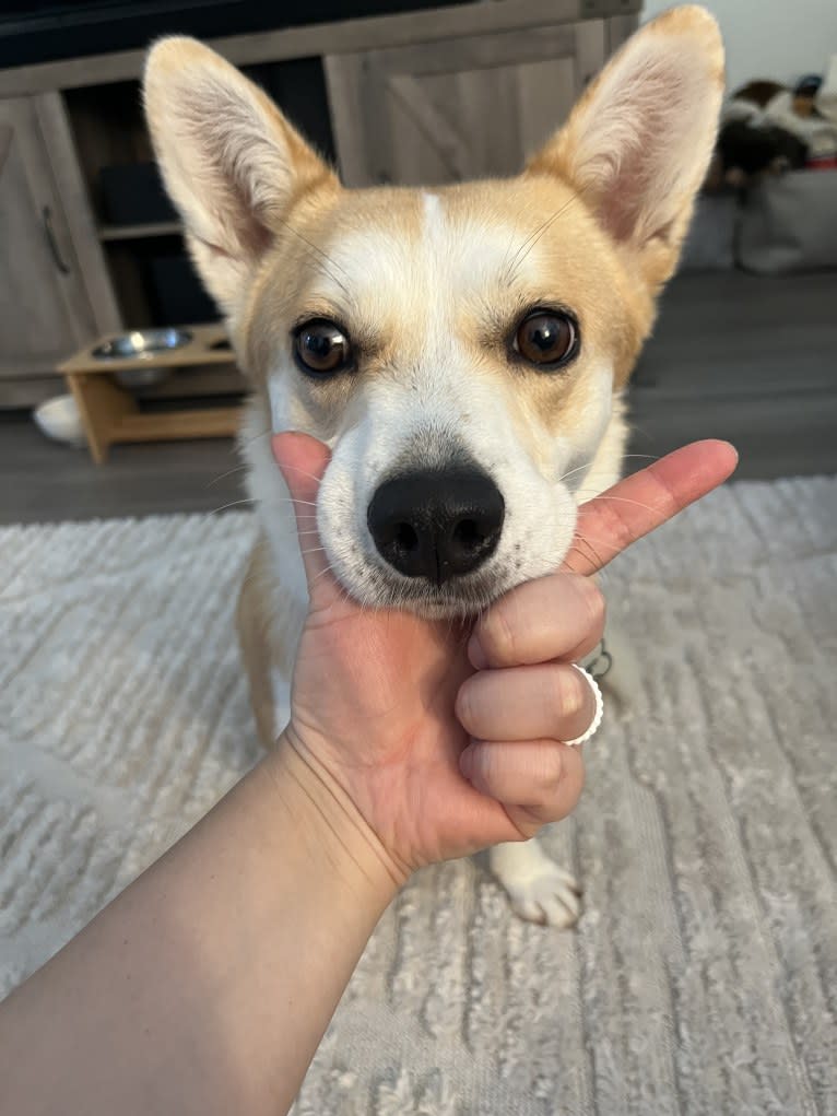 Mango, a Jindo and Pembroke Welsh Corgi mix tested with EmbarkVet.com