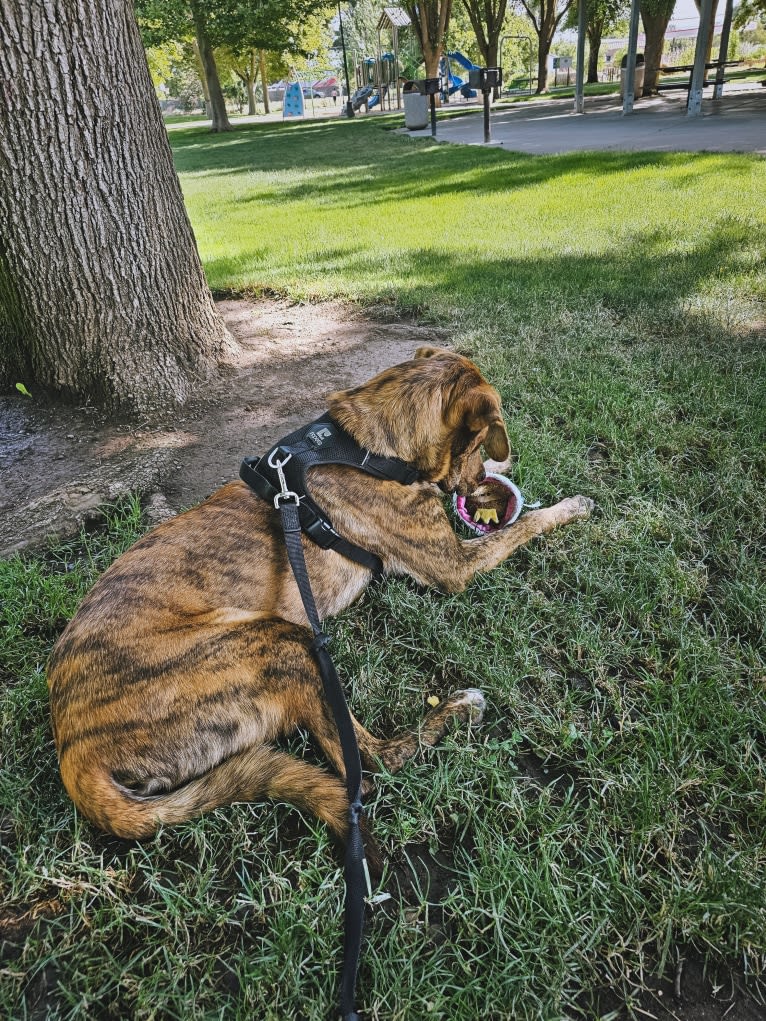 Bengal, a Great Pyrenees and American Pit Bull Terrier mix tested with EmbarkVet.com