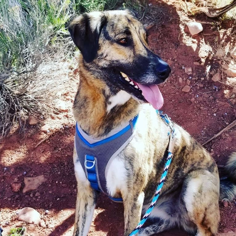 Miskin, a Middle Eastern Village Dog tested with EmbarkVet.com