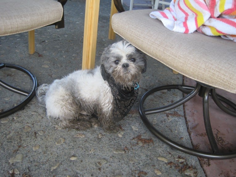 Tivo, a Shih Tzu tested with EmbarkVet.com