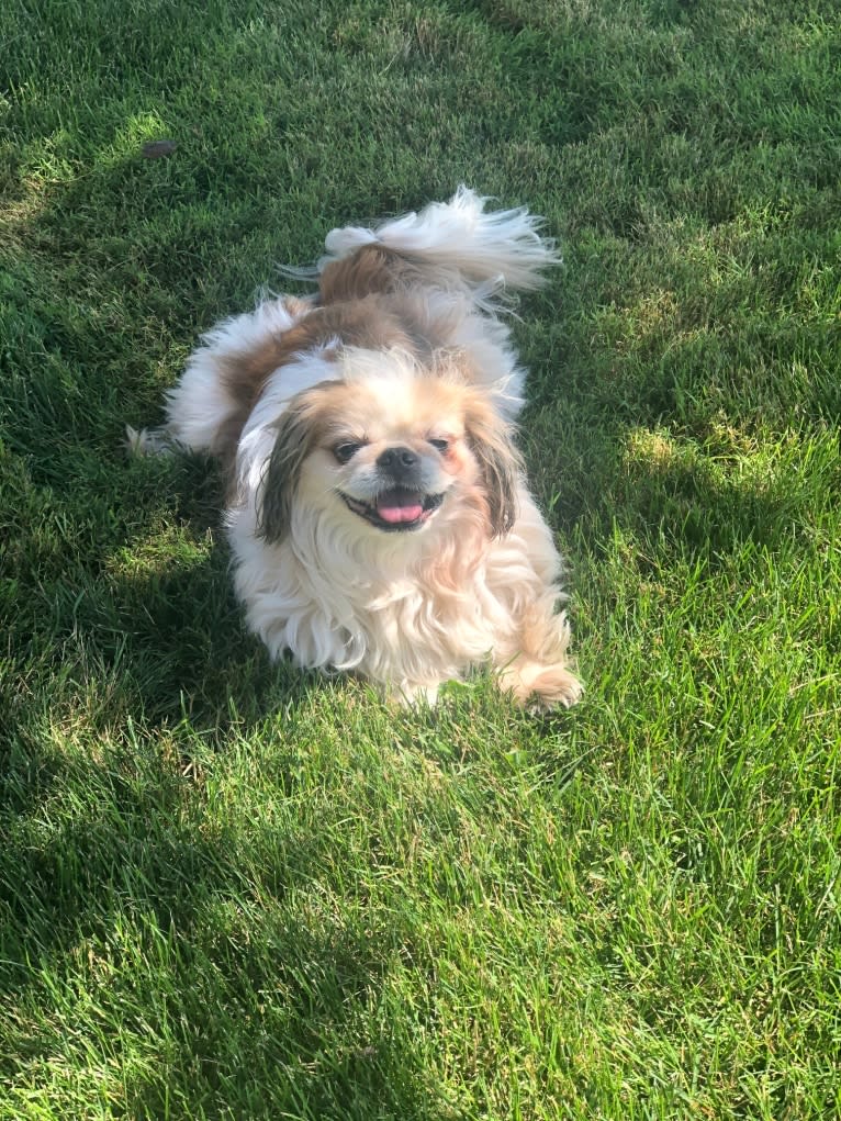 Baxter, a Pekingese and Japanese Chin mix tested with EmbarkVet.com