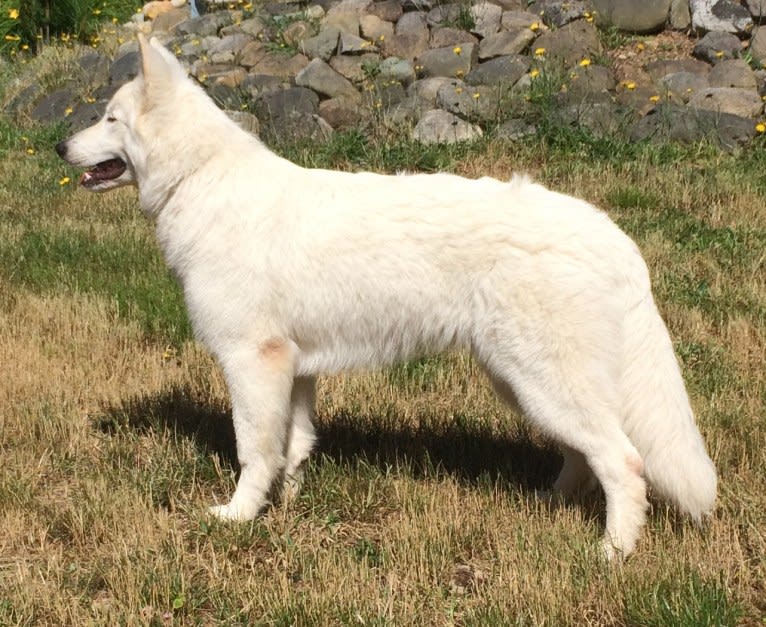 Bela, a White Shepherd tested with EmbarkVet.com