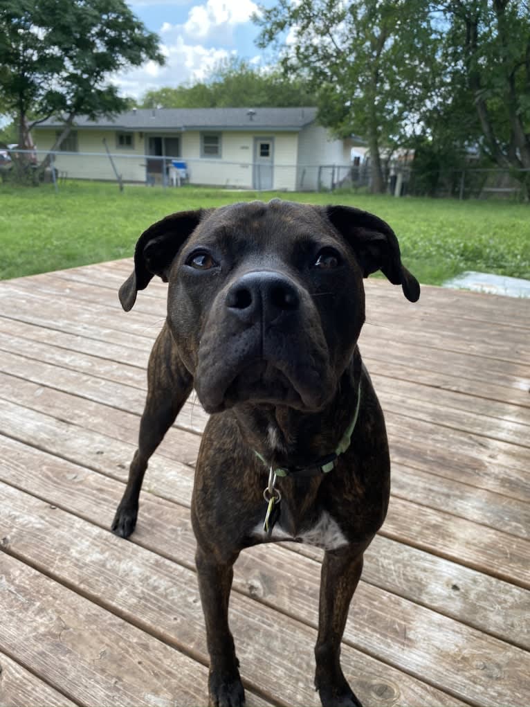 Leo, an American Pit Bull Terrier and Boxer mix tested with EmbarkVet.com