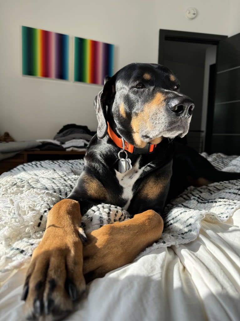 Andy, a Treeing Walker Coonhound and Redbone Coonhound mix tested with EmbarkVet.com