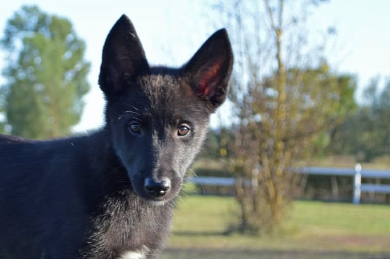 Luka, a Siberian Husky and Belgian Sheepdog mix tested with EmbarkVet.com