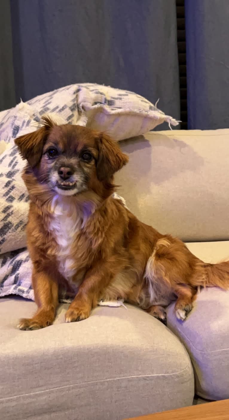 Spencer, a Chihuahua and Poodle (Small) mix tested with EmbarkVet.com