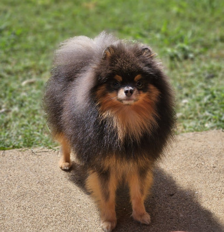 Mr Everything, a Pomeranian tested with EmbarkVet.com
