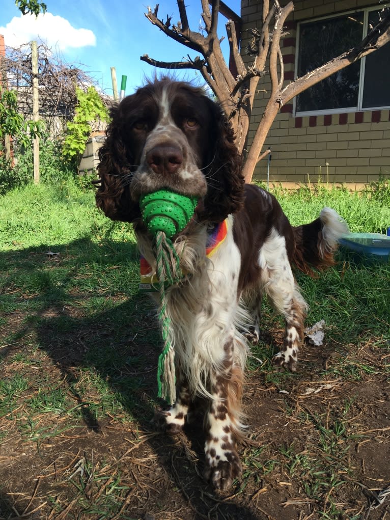 Tick Tock (Thyme), an English Springer Spaniel tested with EmbarkVet.com