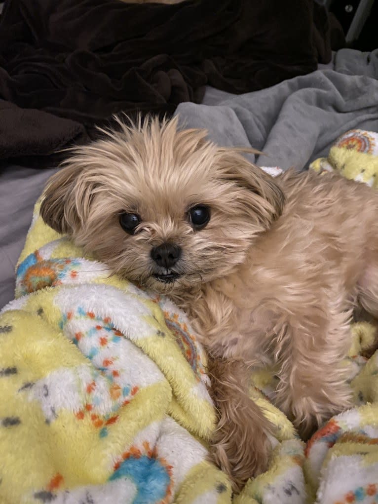 Buddy, a Yorkshire Terrier and Shih Tzu mix tested with EmbarkVet.com