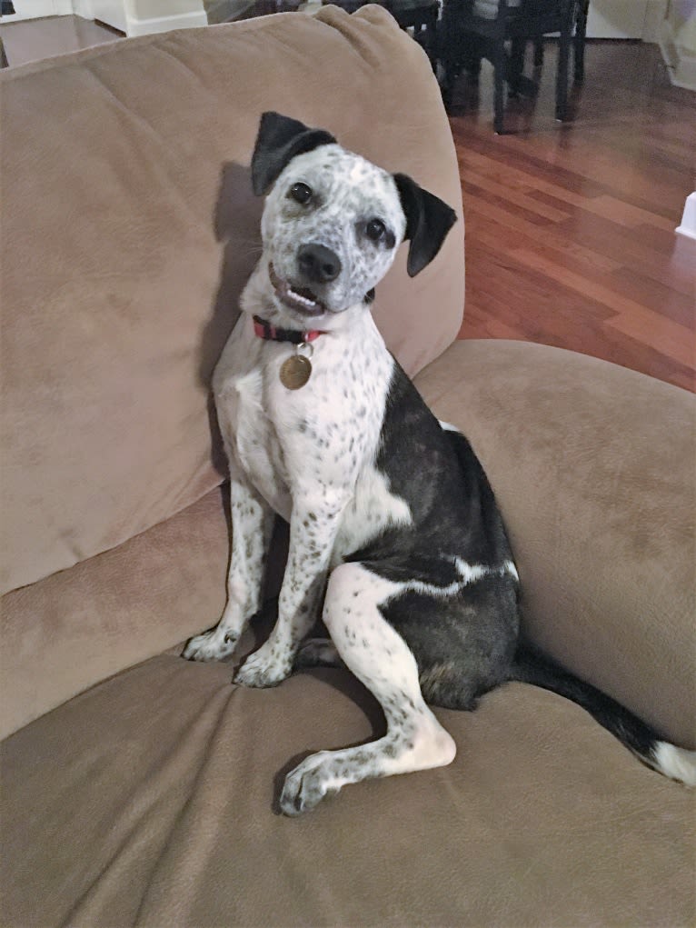 Hayes, a Boston Terrier and American Pit Bull Terrier mix tested with EmbarkVet.com