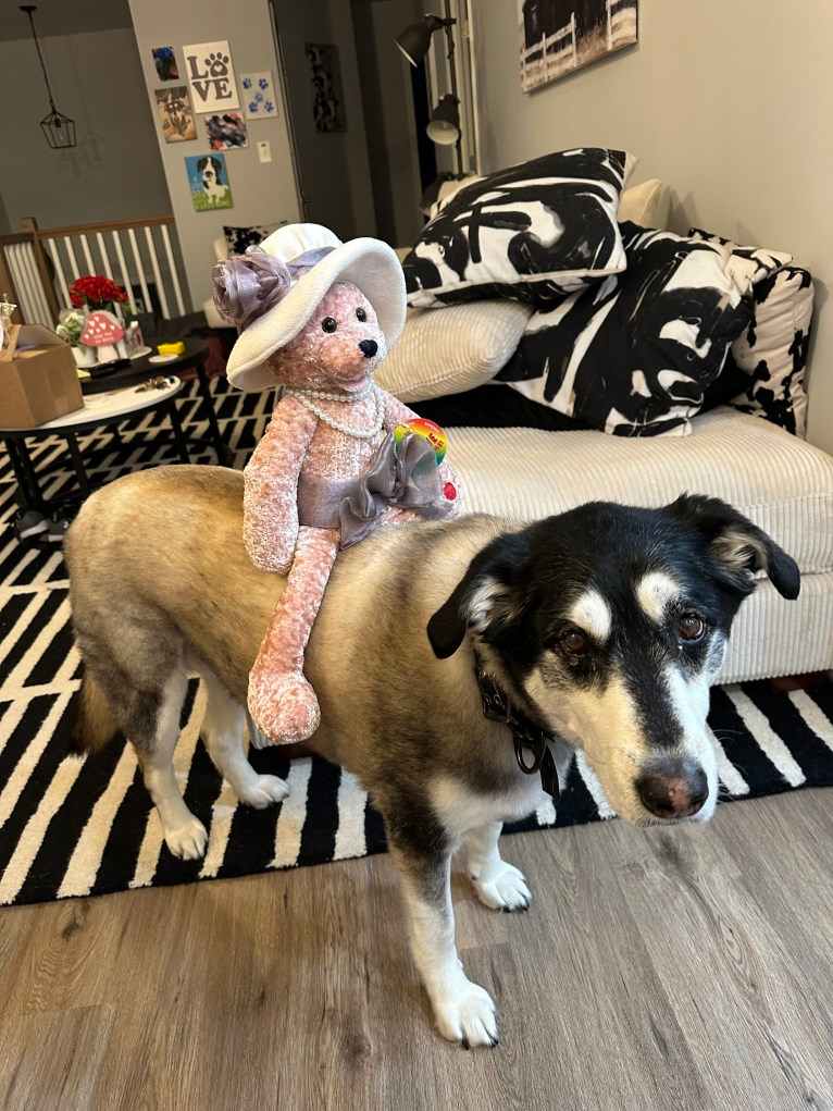 Keira, an Alaskan Malamute and Siberian Husky mix tested with EmbarkVet.com