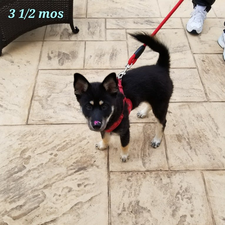 Machiavelli, a Pomsky tested with EmbarkVet.com