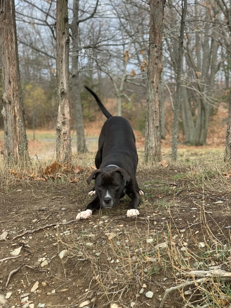 Louie, an American Pit Bull Terrier and American Staffordshire Terrier mix tested with EmbarkVet.com