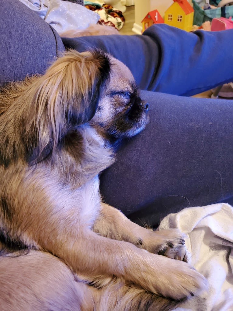 Eleanor, a Shih Tzu and Pekingese mix tested with EmbarkVet.com