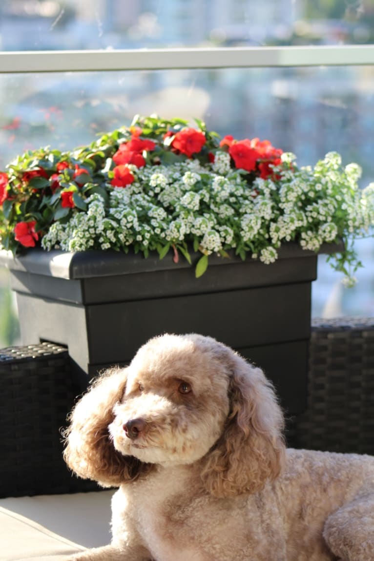 Seven, an Aussiedoodle tested with EmbarkVet.com