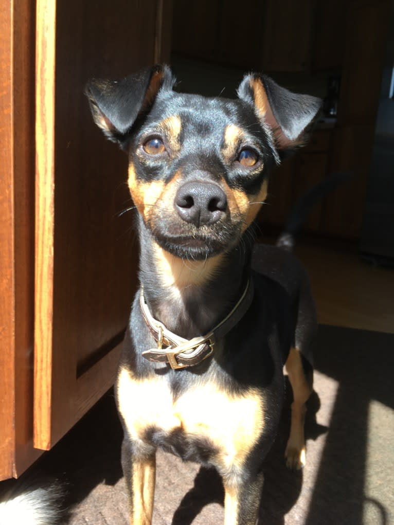 Marta, a Miniature Pinscher and American Pit Bull Terrier mix tested with EmbarkVet.com