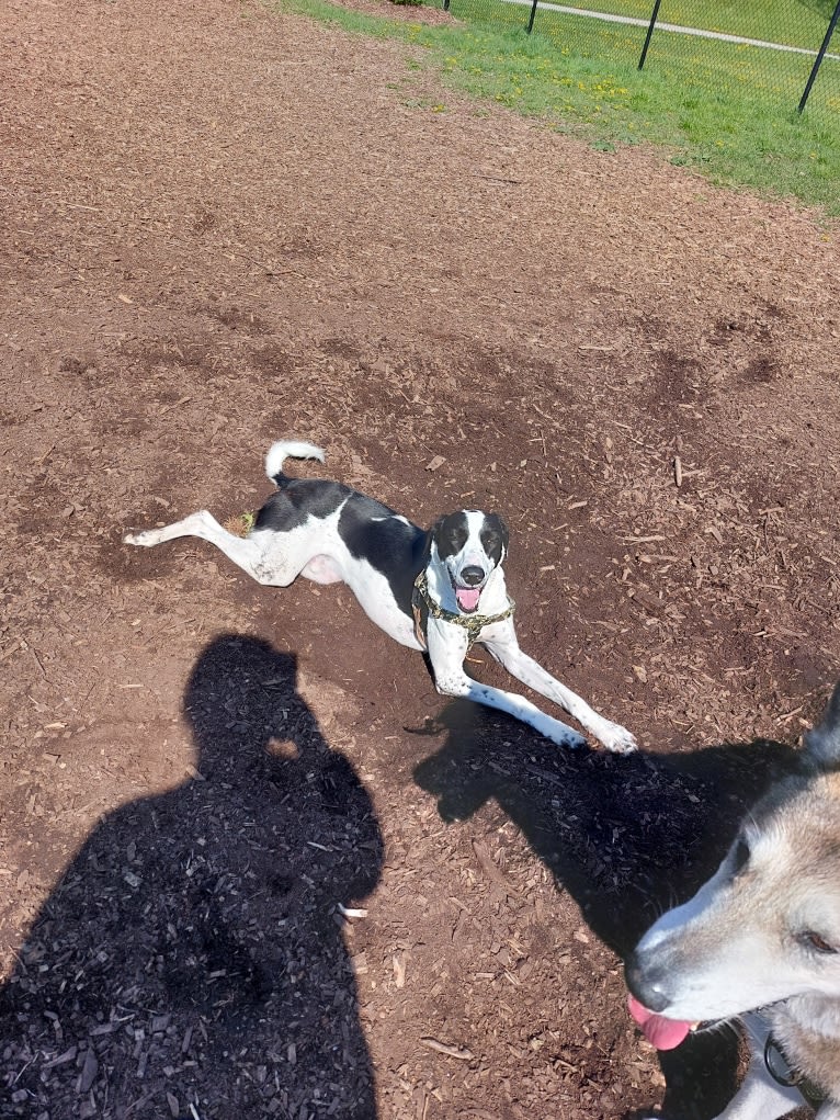 Oscar, an Arabian Village Dog tested with EmbarkVet.com