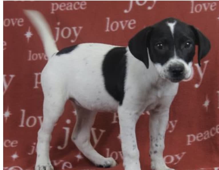 Pepper, a Catahoula Leopard Dog and American Pit Bull Terrier mix tested with EmbarkVet.com