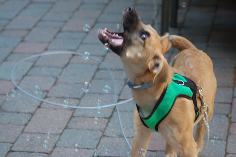 Nikki, a German Shepherd Dog and Chow Chow mix tested with EmbarkVet.com