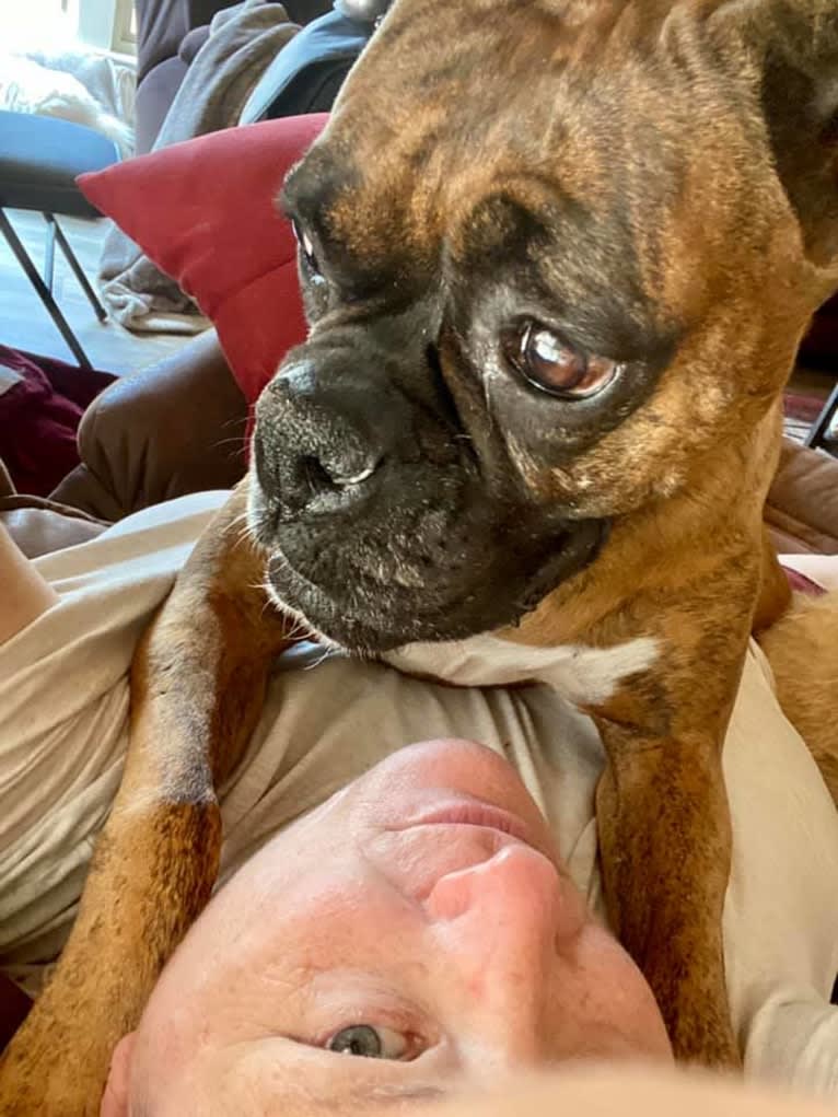 Whiskey - Baldwin's Love Note, a Boxer tested with EmbarkVet.com