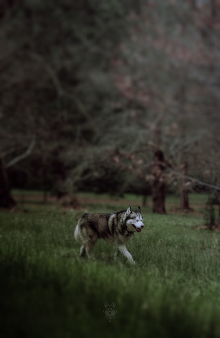 Apollo, a Samoyed and Siberian Husky mix tested with EmbarkVet.com