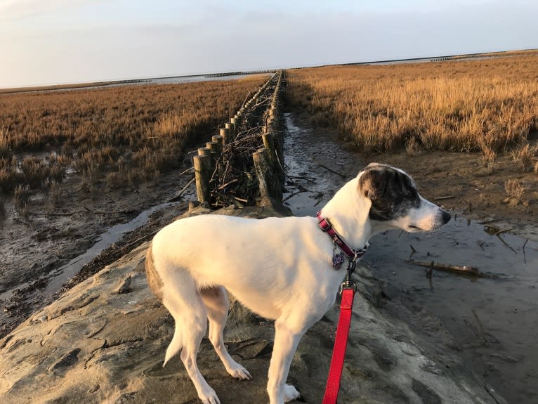 Daisy, an European Village Dog and American Pit Bull Terrier mix tested with EmbarkVet.com