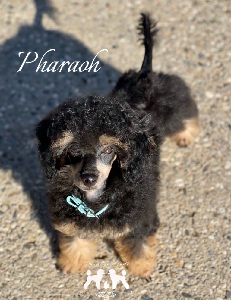 Pharaoh, a Poodle (Small) tested with EmbarkVet.com