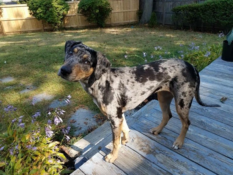 Bowie, a Catahoula Leopard Dog and Doberman Pinscher mix tested with EmbarkVet.com