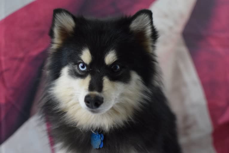 Harry Potter, a Pomsky tested with EmbarkVet.com