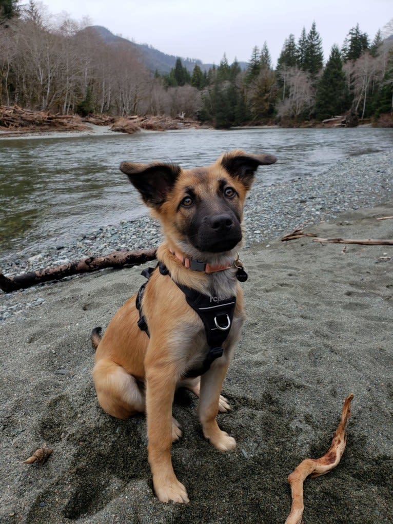 Lucy, a Formosan Mountain Dog tested with EmbarkVet.com