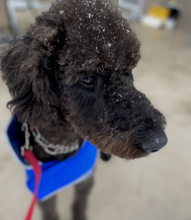 Bowie, an Airedale Terrier and Poodle (Standard) mix tested with EmbarkVet.com