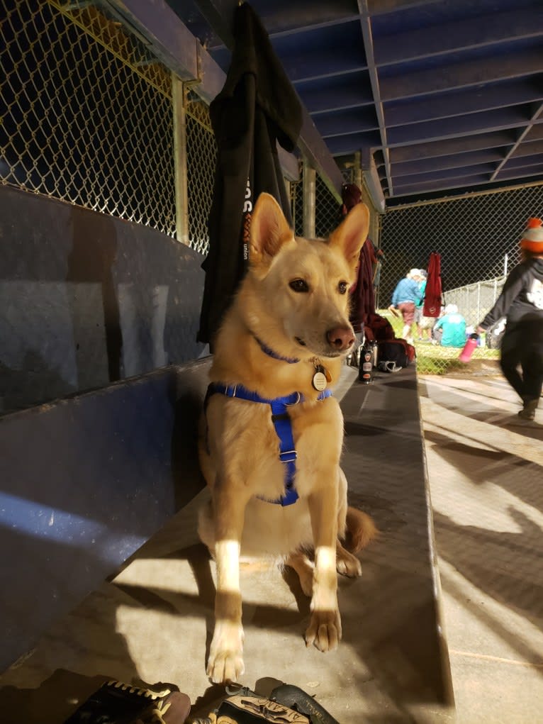 Rhea, a German Shepherd Dog and Australian Shepherd mix tested with EmbarkVet.com