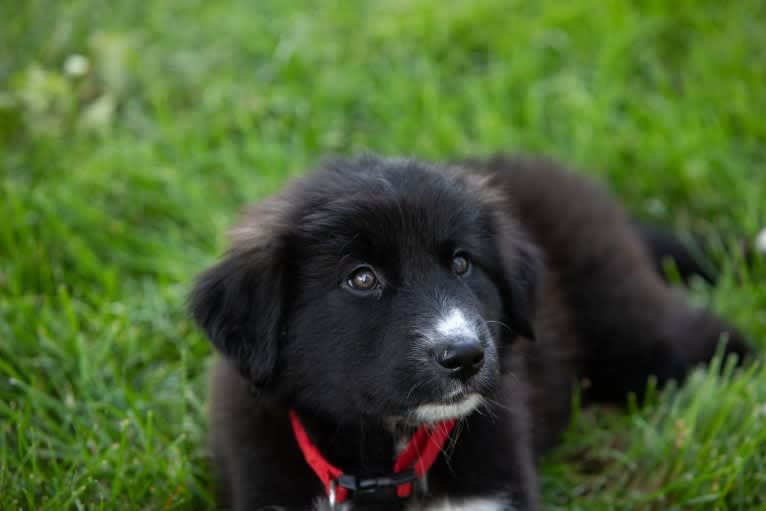 Simon, a Great Pyrenees and Labrador Retriever mix tested with EmbarkVet.com