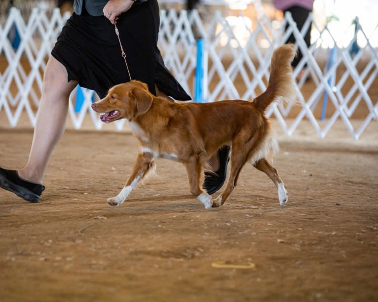 Poppy, a Nova Scotia Duck Tolling Retriever tested with EmbarkVet.com