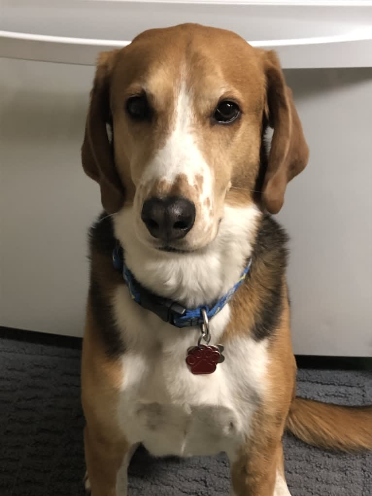 Max, an American Foxhound tested with EmbarkVet.com