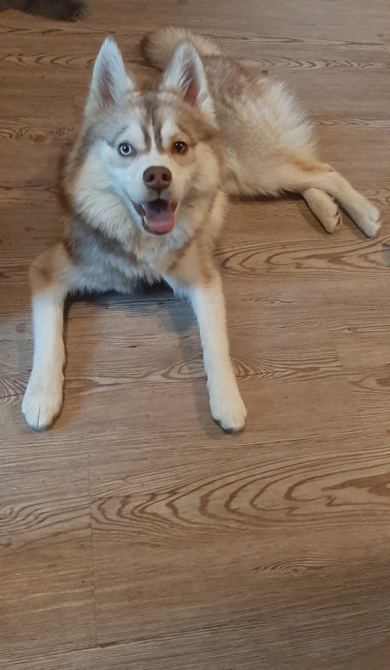 Simba, a Siberian Husky and Pomeranian mix tested with EmbarkVet.com