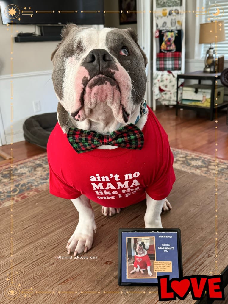 Rhino, an American Bully and Bulldog mix tested with EmbarkVet.com