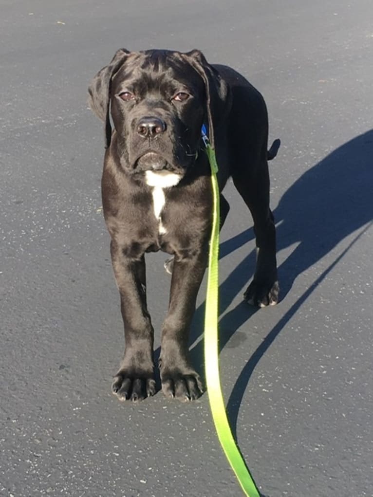 Nero, a Cane Corso tested with EmbarkVet.com