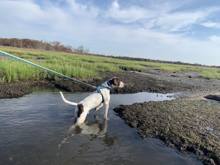 AJ, a Pointer tested with EmbarkVet.com