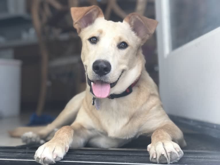 Bentley, a Labrador Retriever and American Pit Bull Terrier mix tested with EmbarkVet.com