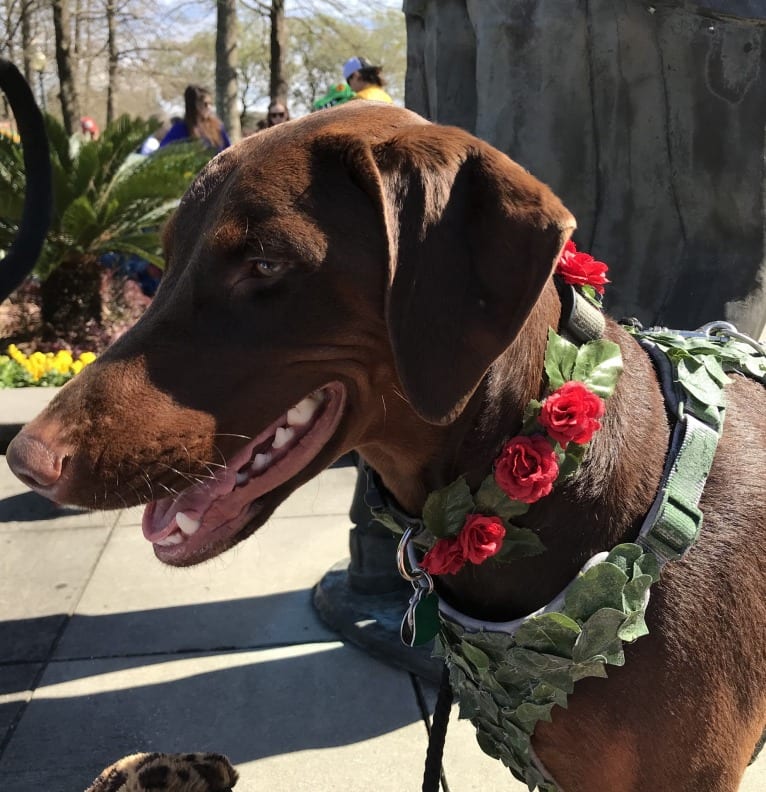 Minerva, a Doberman Pinscher and Golden Retriever mix tested with EmbarkVet.com