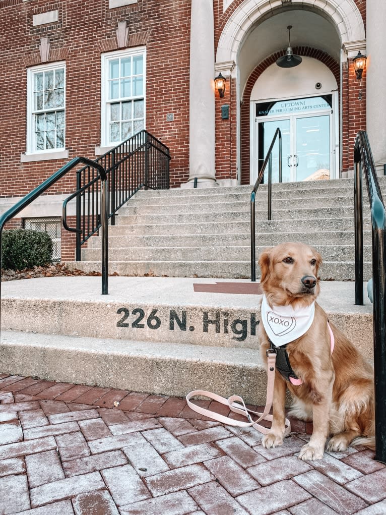 Marley, a Golden Retriever tested with EmbarkVet.com