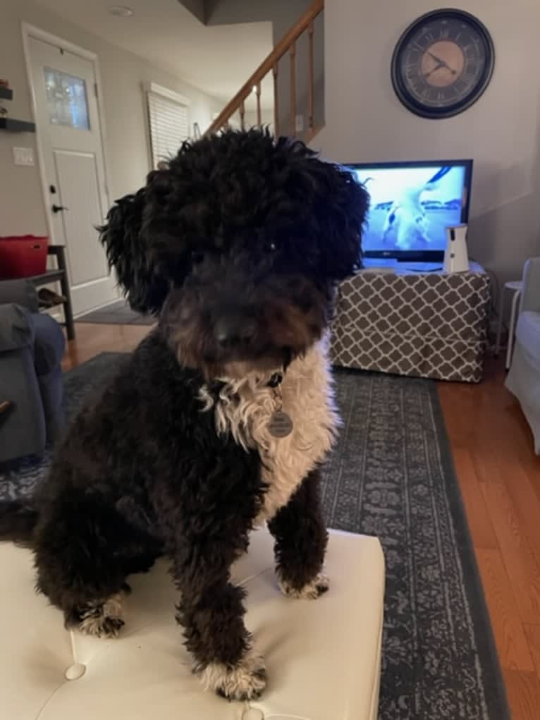 Bruno, an Aussiedoodle (7.9% unresolved) tested with EmbarkVet.com